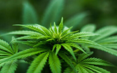 Cannabis in Sectional Titles: A Complex Issue
